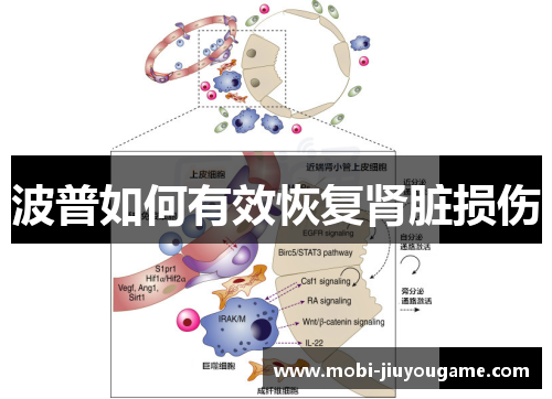 波普如何有效恢复肾脏损伤